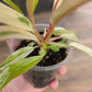 Philodendron Caramel Marble