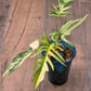 Philodendron Tortum X FL Beauty