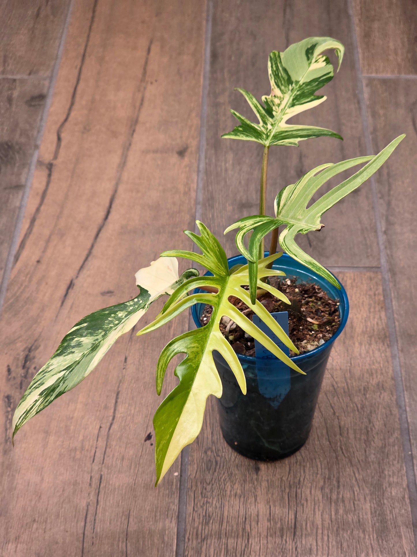 Philodendron Tortum X FL Beauty