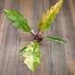 Philodendron Caramel Marble