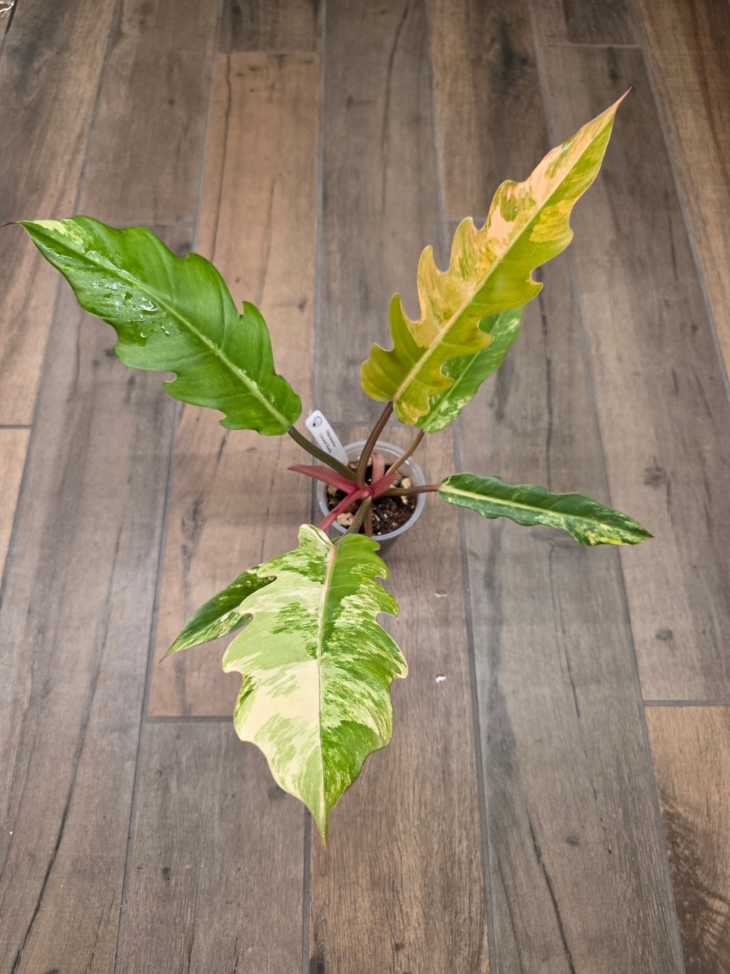 Philodendron Caramel Marble