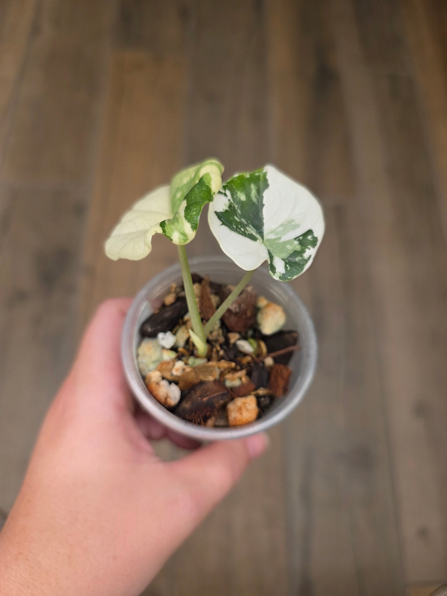 Alocasia Melo Albo