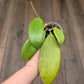 Hoya Bhutanica