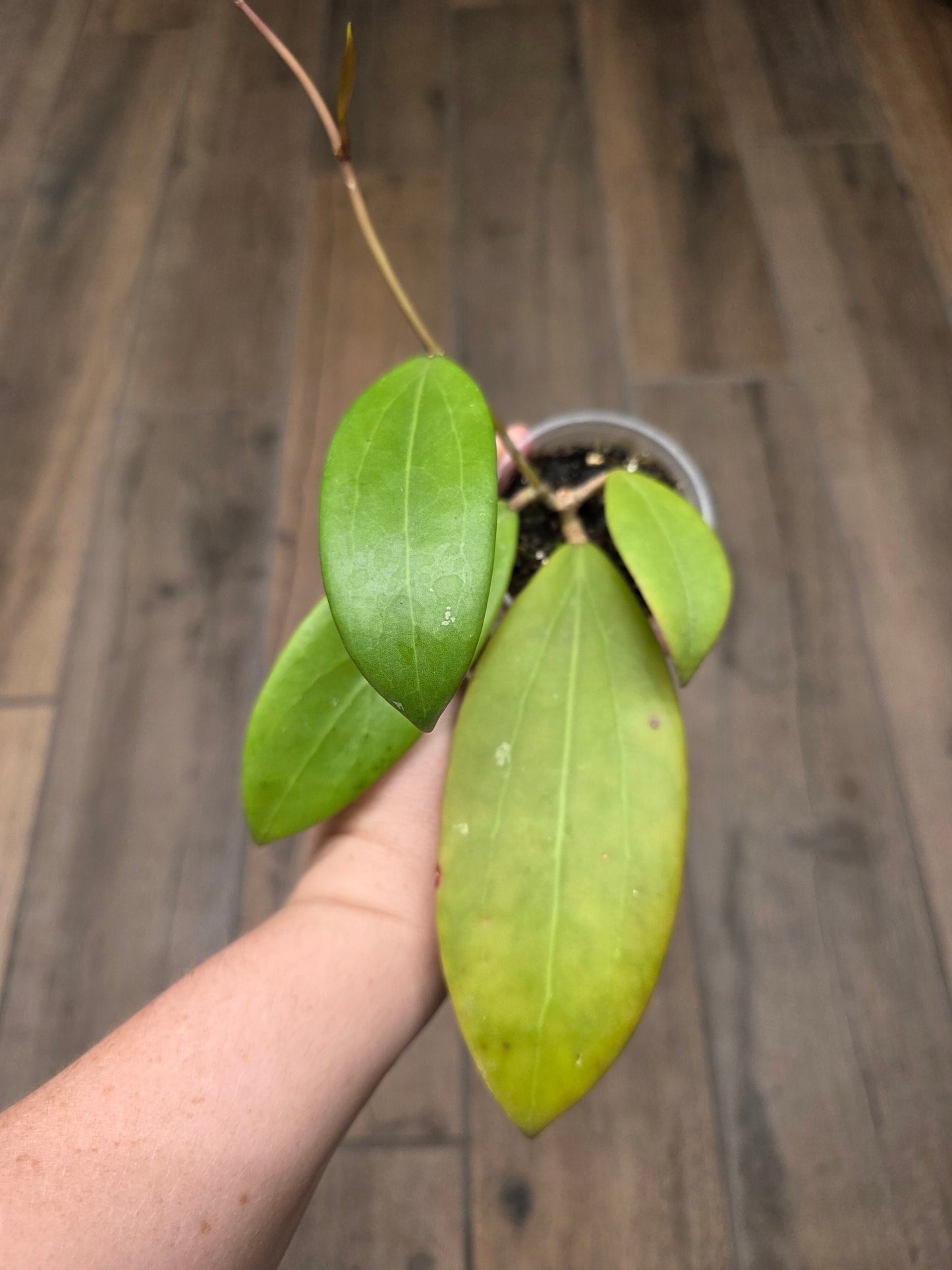 Hoya Bhutanica