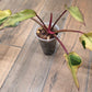 🦄  EXCLUSIVE- Philodendron Phantom Flame 🦄