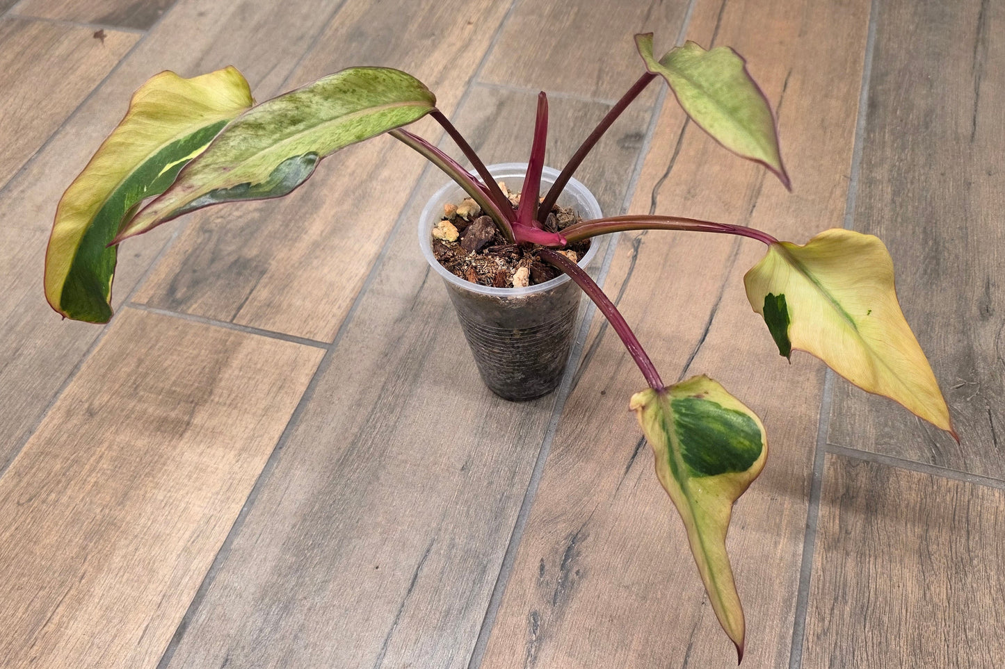 🦄  EXCLUSIVE- Philodendron Phantom Flame 🦄