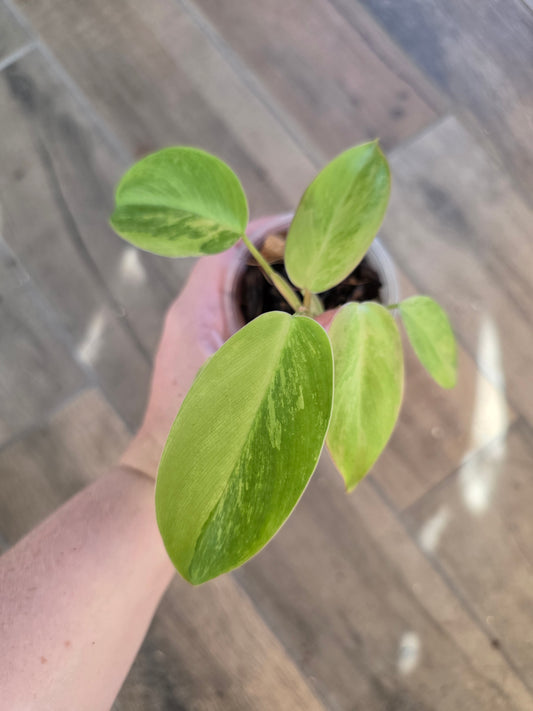 Philodendron Emerald Queen "Avocado Shake"