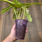 Philodendron Minnarum Aurea Variegated