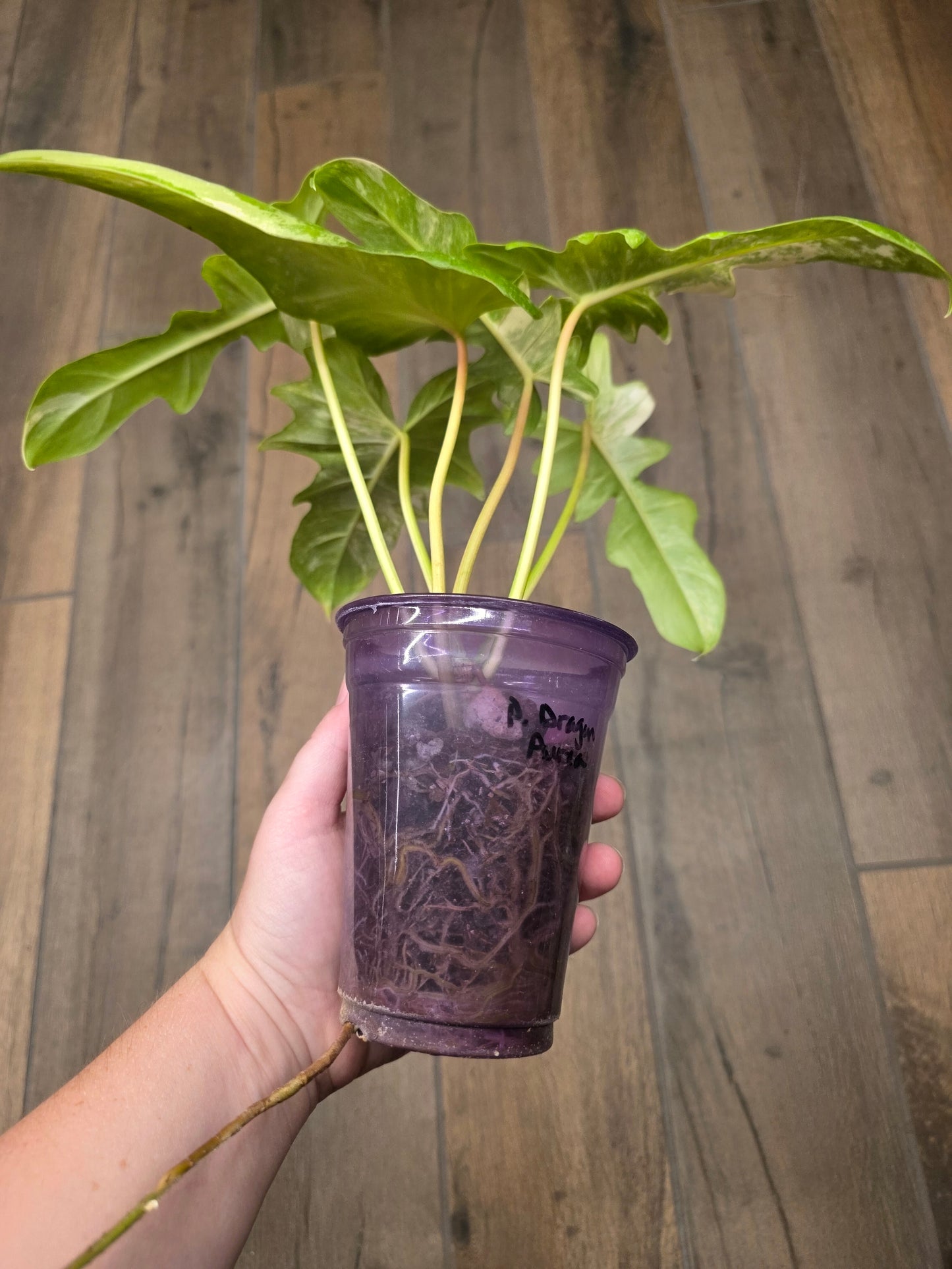 Philodendron Minnarum Aurea Variegated