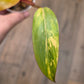 Philodendron Dark Lord Aurea Variegated