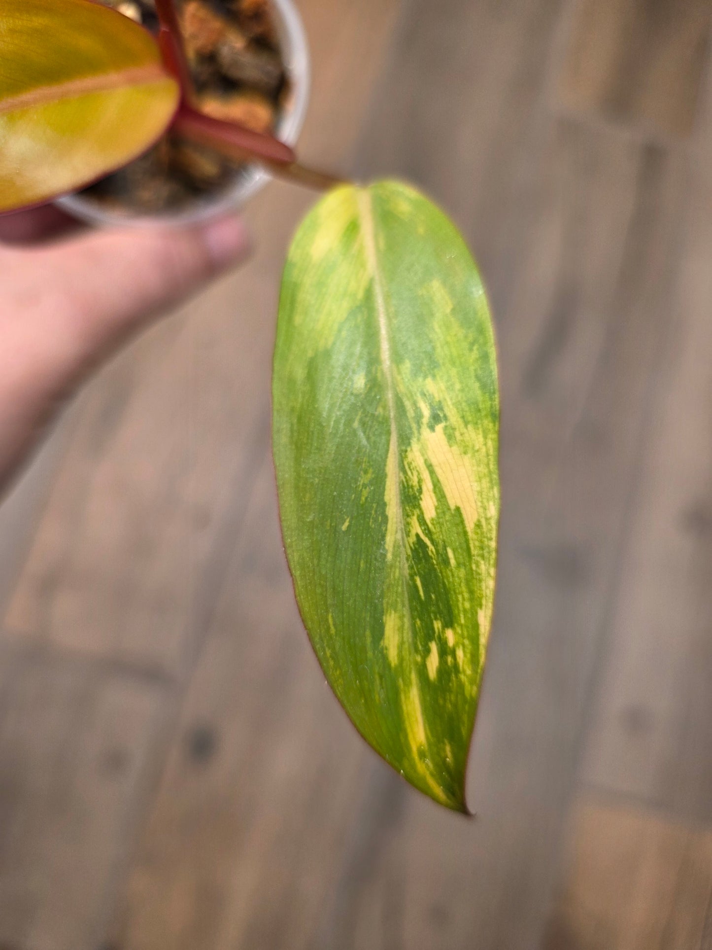Philodendron Dark Lord Aurea Variegated