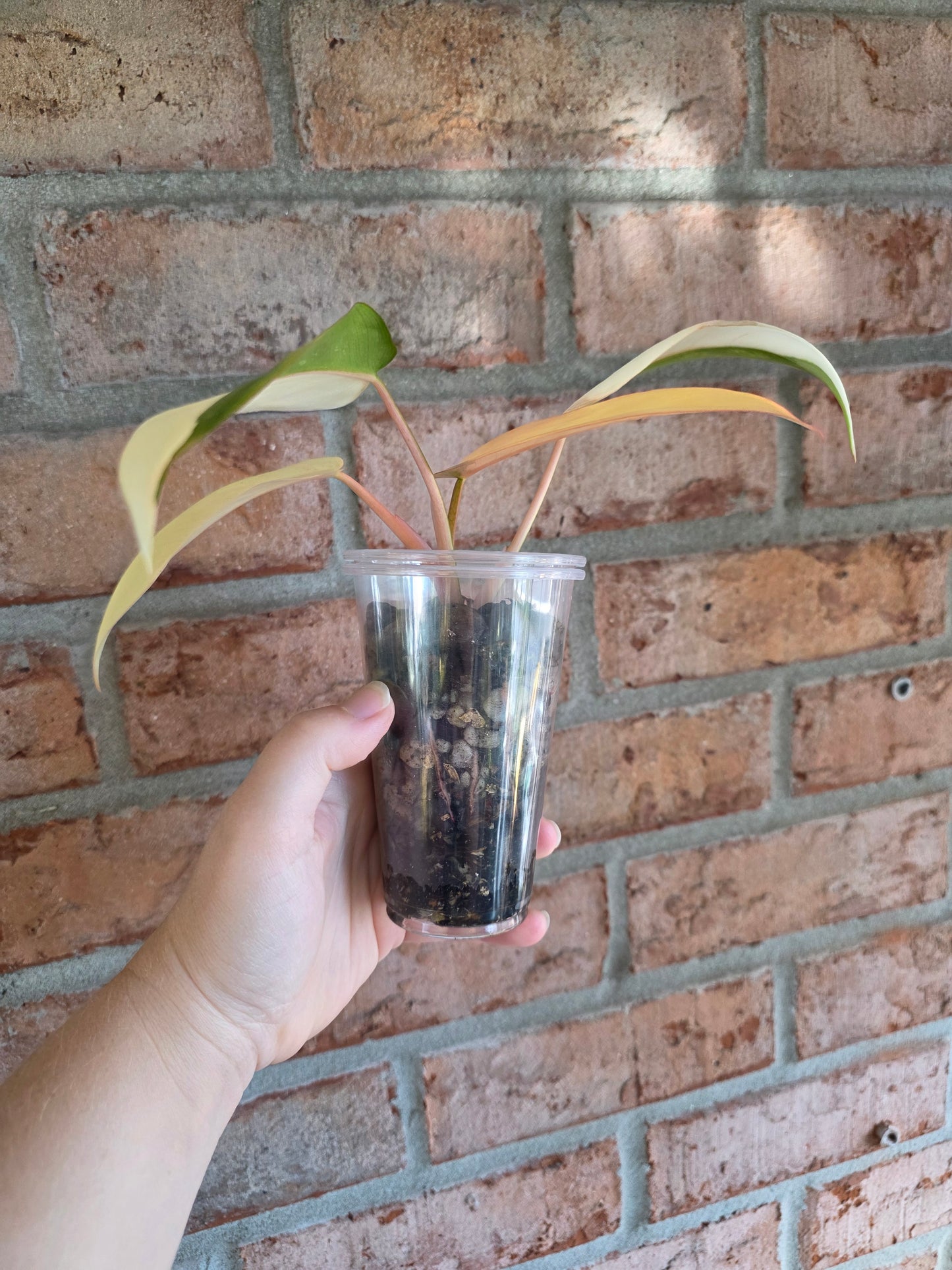Philodendron Dark Lord PHP Variegated 🦄