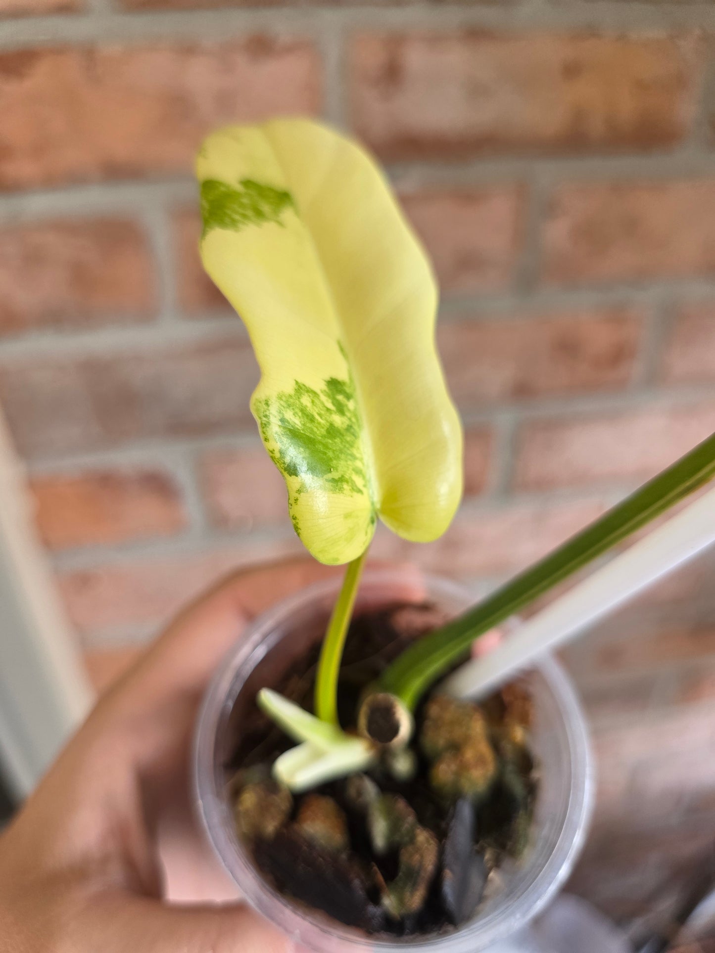 Philodendron Golden Dragon Aurea 🦄