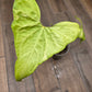 Anthurium Pterodactyl Variegated