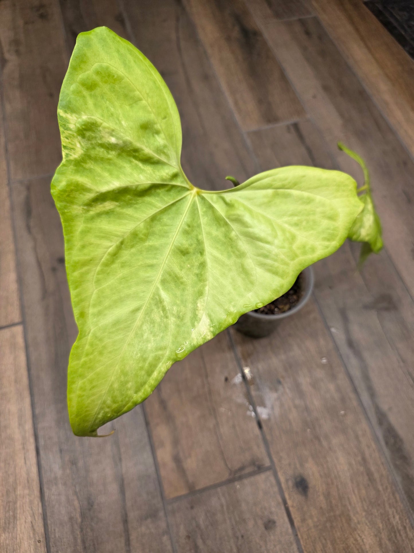 Anthurium Pterodactyl Variegated