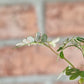 Phyllanthus Urinaria Pink Variegated