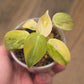Philodendron Melanochrysum Orange/Pink