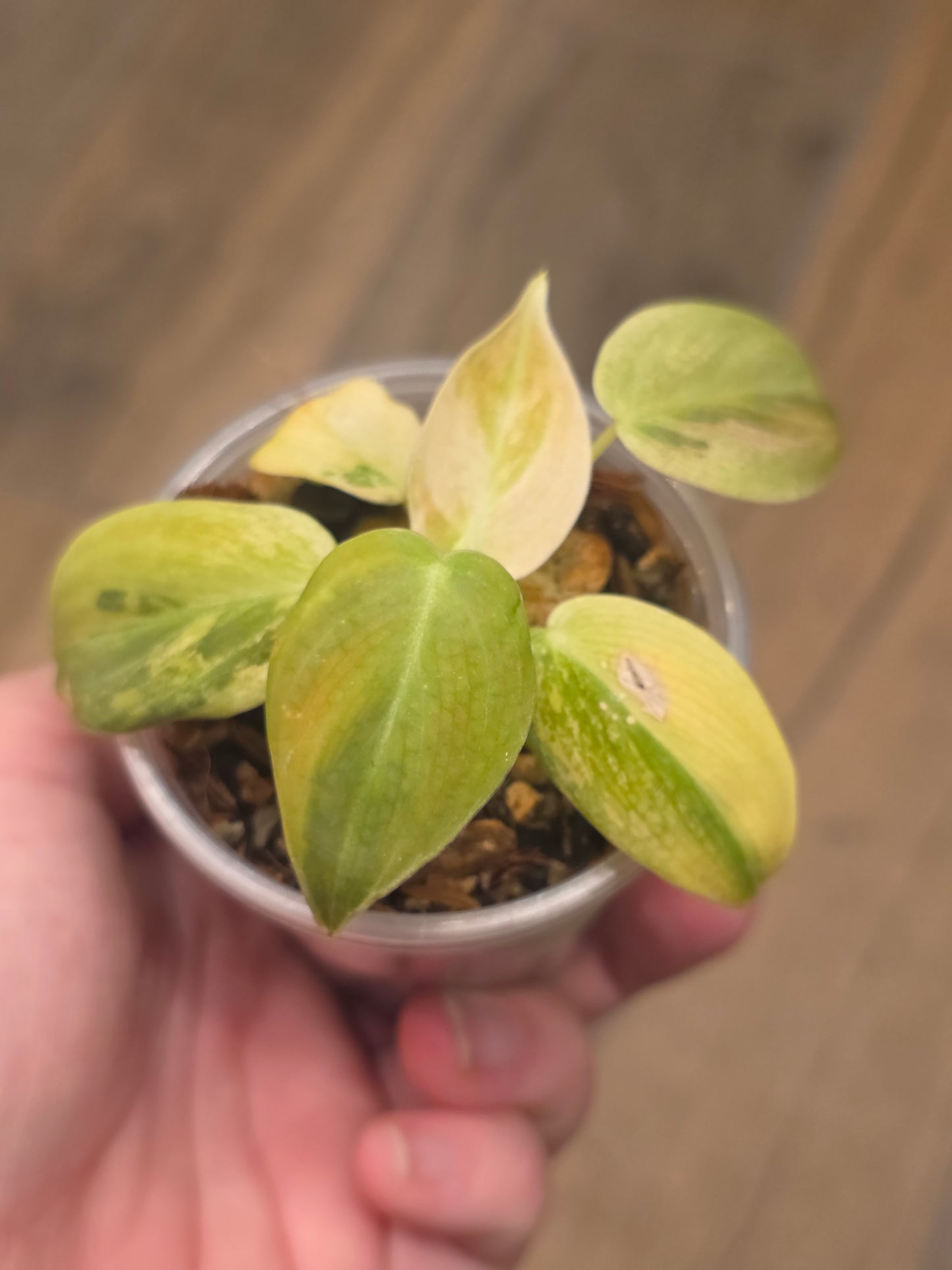 Philodendron Melanochrysum Orange/Pink