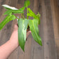 Philodendron Golden Dragon Albo Variegated 2in1