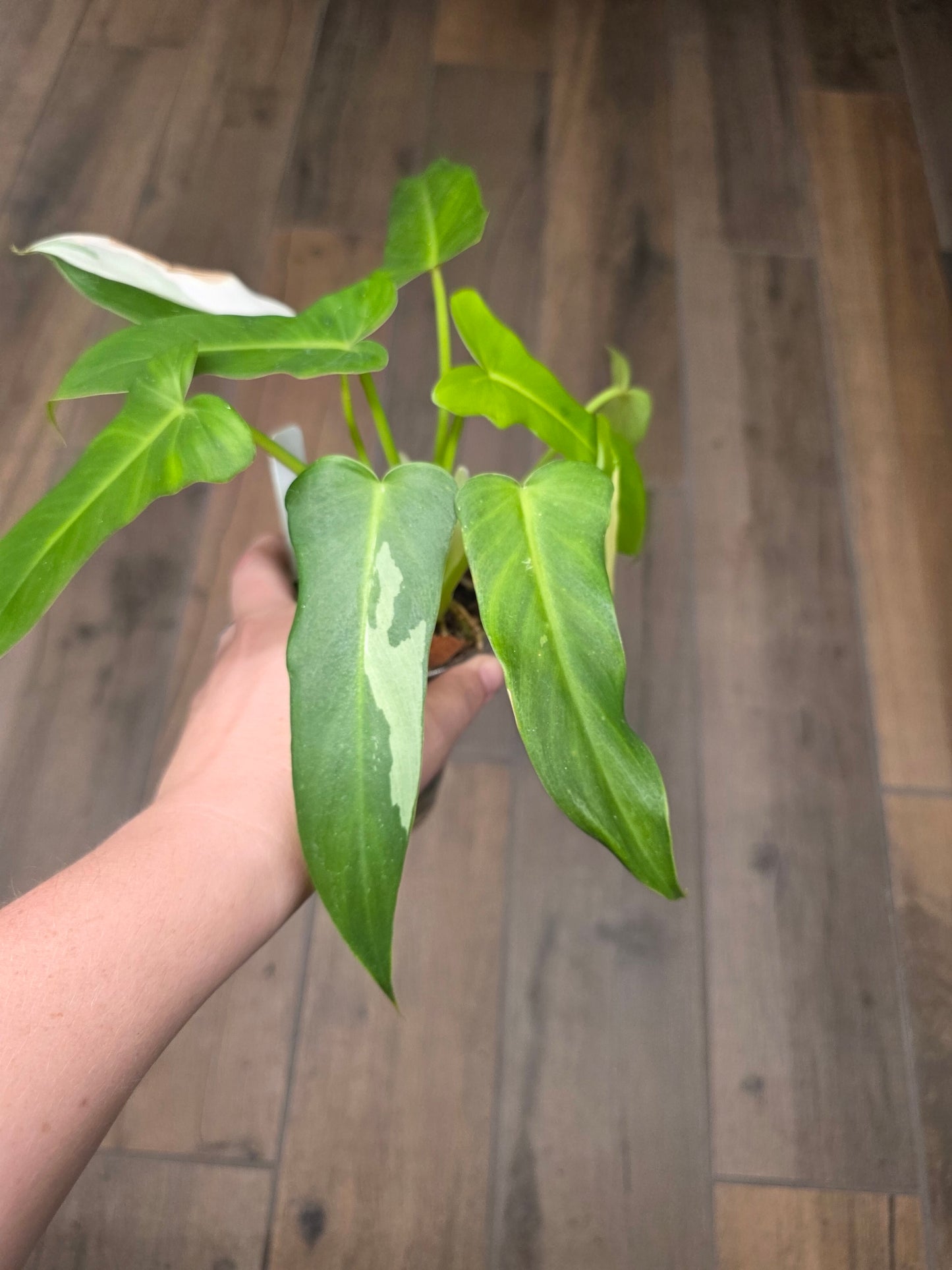 Philodendron Golden Dragon Albo Variegated 2in1