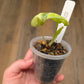 Alocasia Ninja Splash