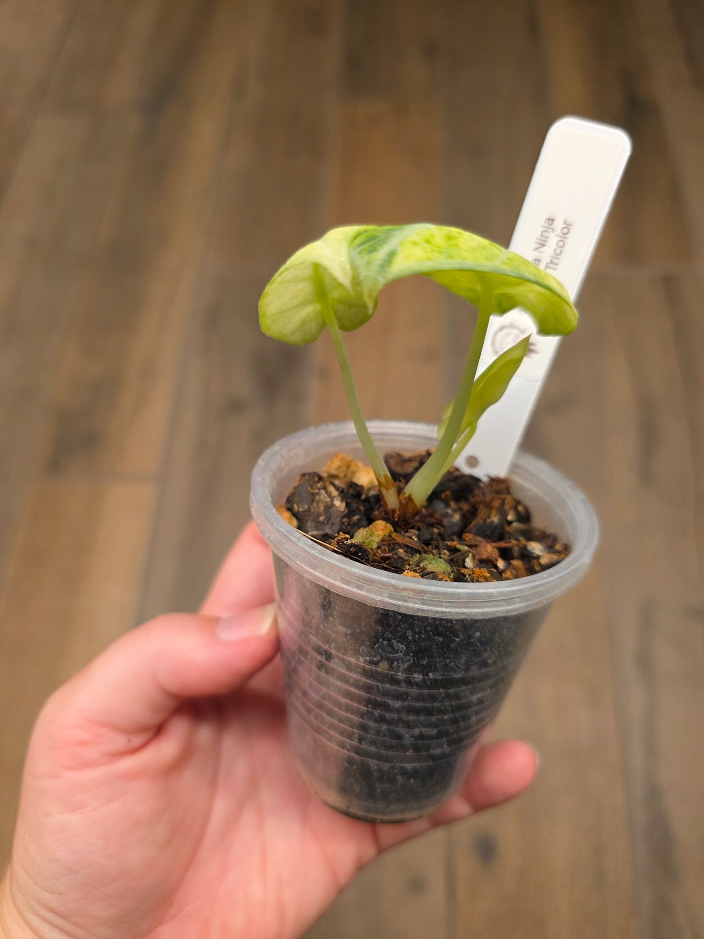 Alocasia Ninja Splash