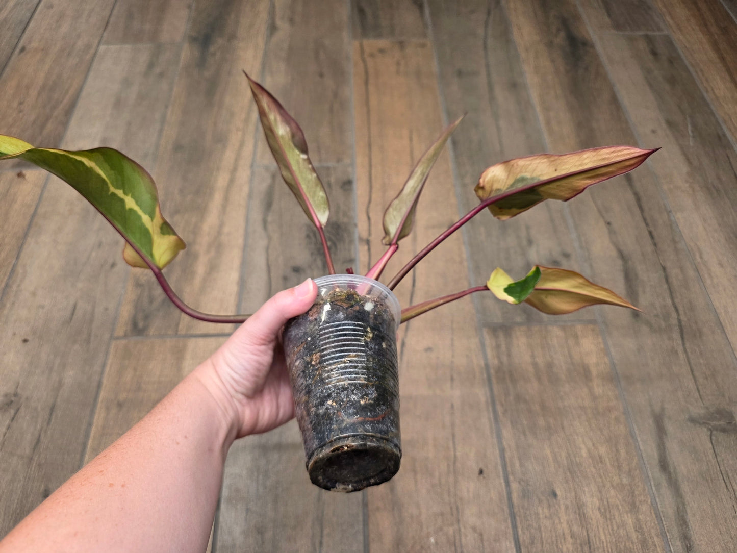 🦄  EXCLUSIVE- Philodendron Phantom Flame 🦄