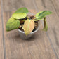 Philodendron Melanochrysum Orange/Pink
