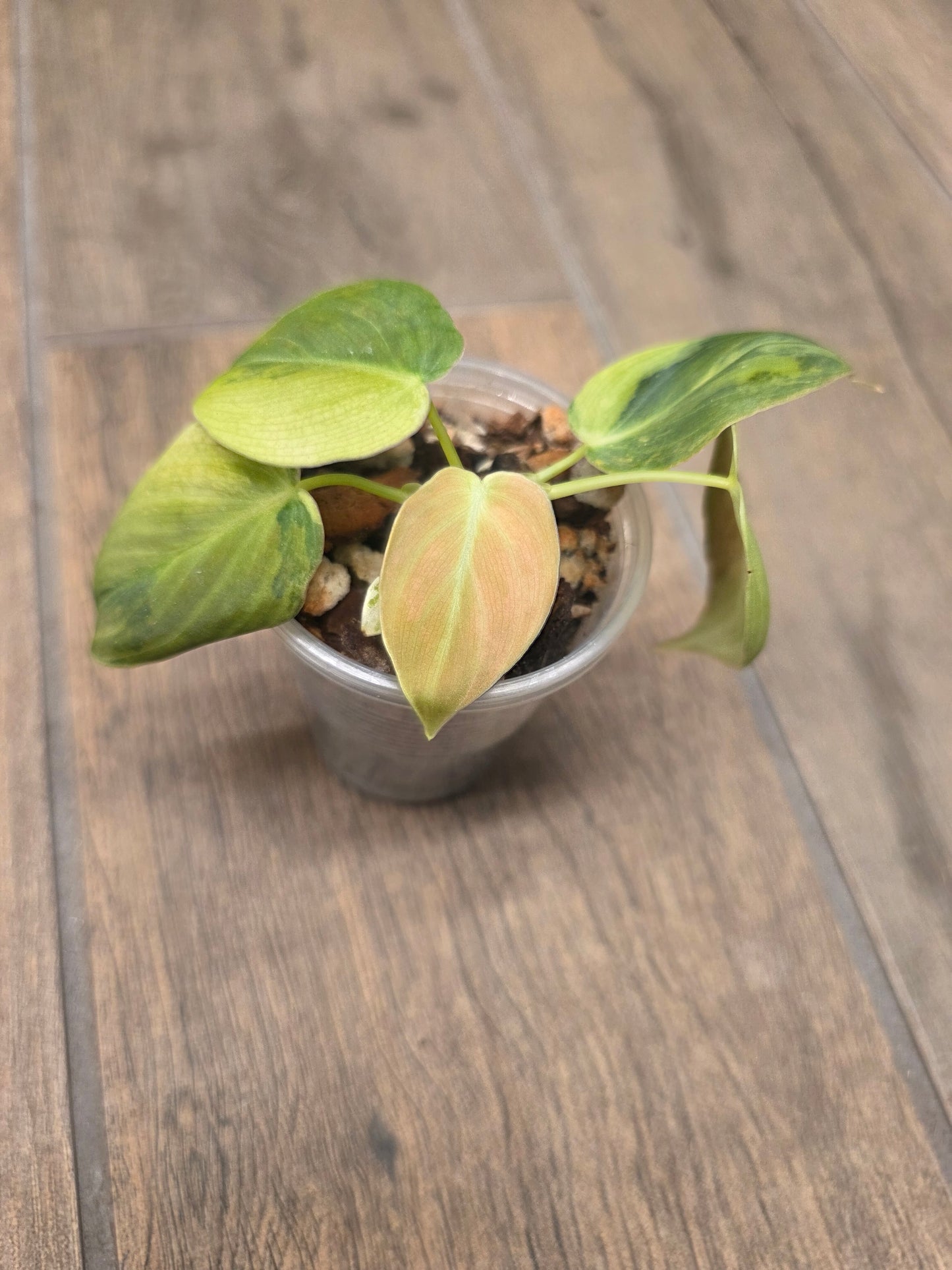 Philodendron Melanochrysum Orange/Pink