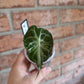 Alocasia Venom