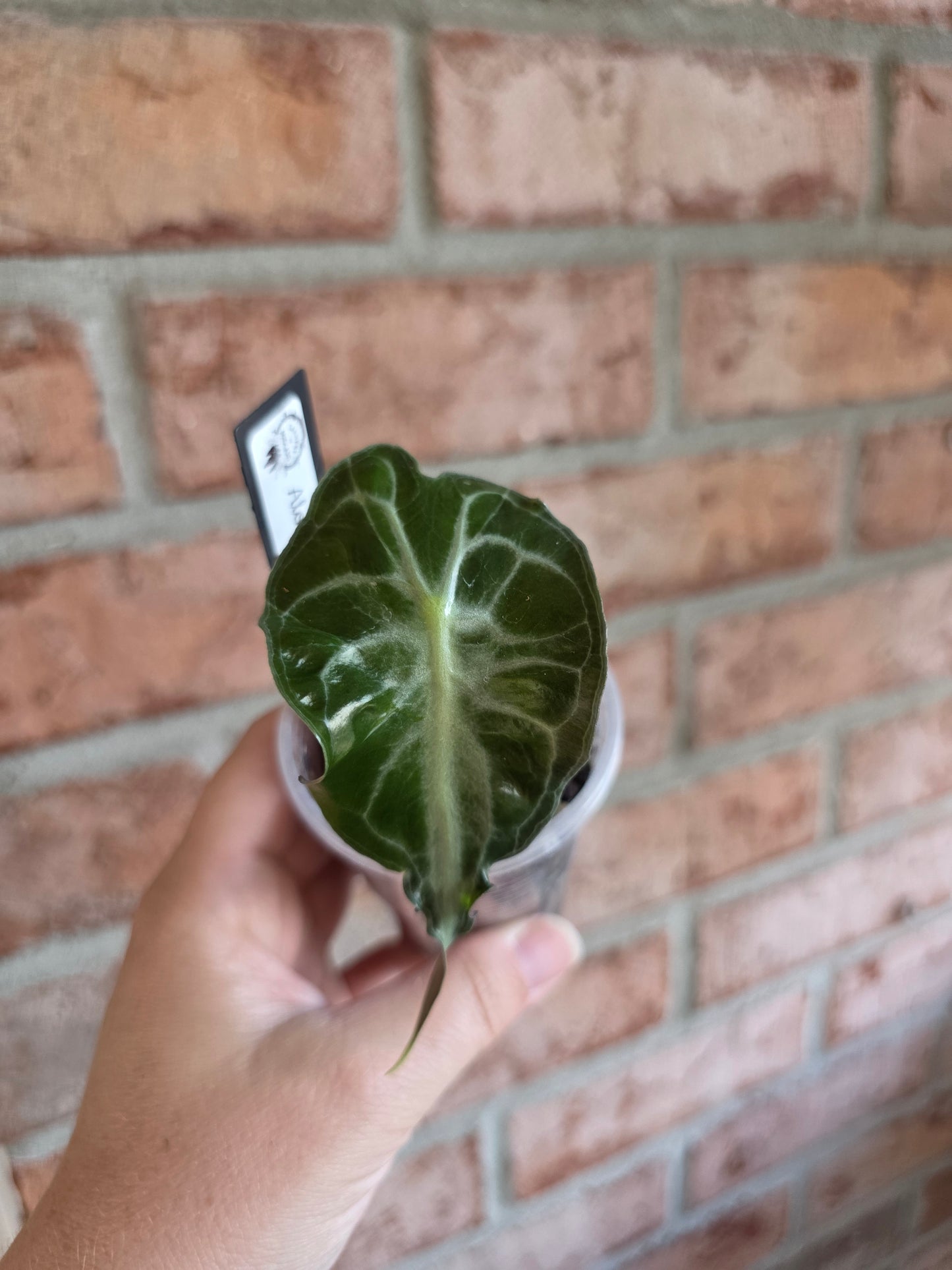 Alocasia Venom