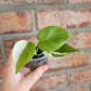 Philodendron Hederaceum Albo