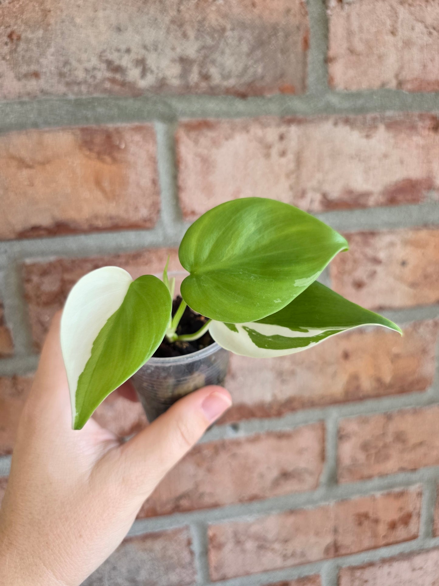 Philodendron Hederaceum Albo