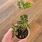 Phyllanthus Urinaria Pink Variegated
