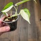 Philodendron Hederaceum Albo Variegated