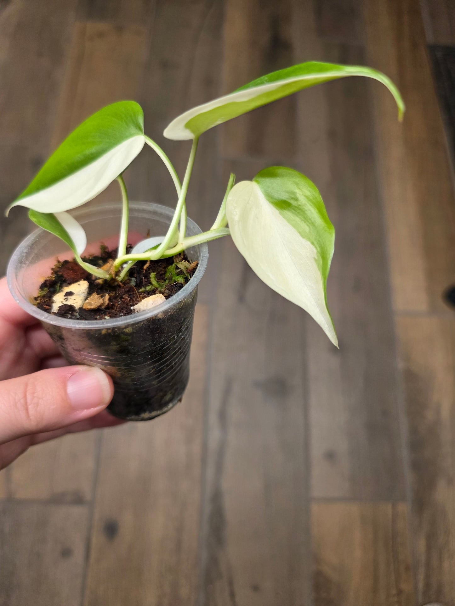 Philodendron Hederaceum Albo Variegated