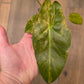 Alocasia Wentii Aurea