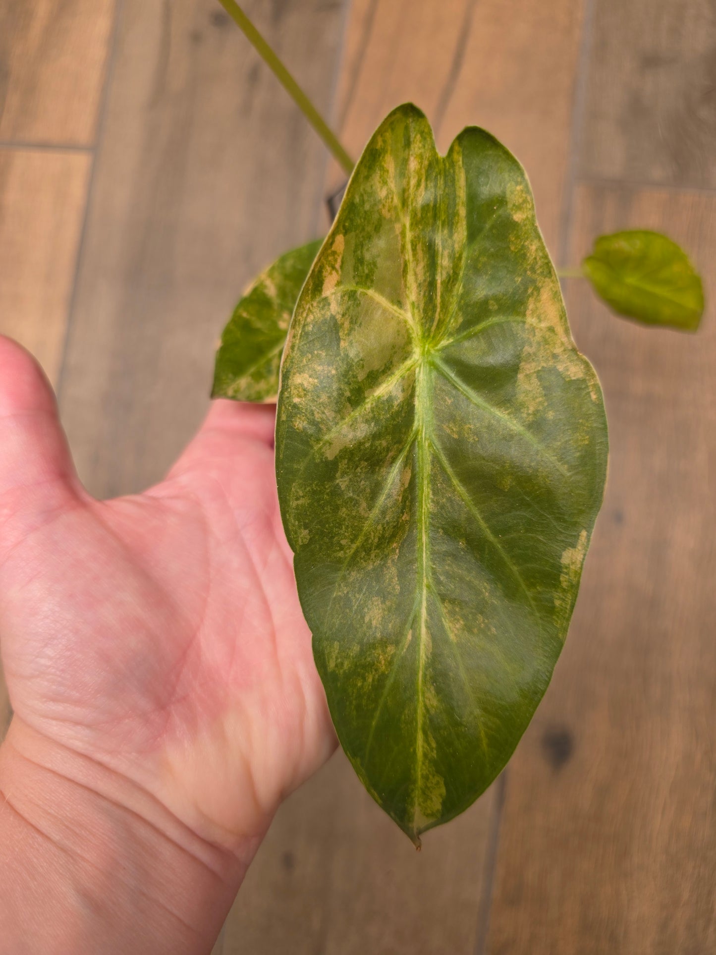 Alocasia Wentii Aurea