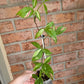 Syngonium Red Spot Tricolor