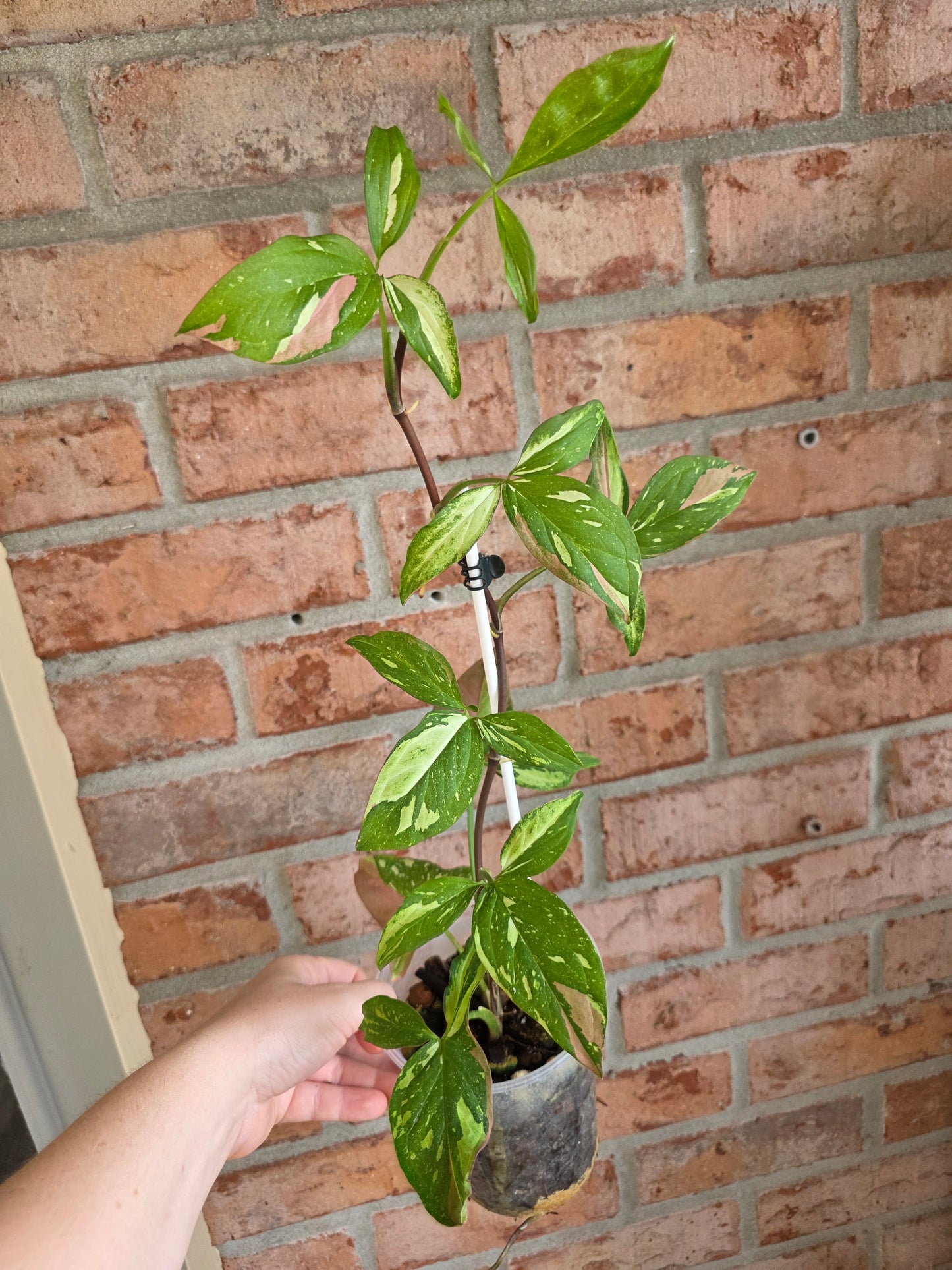 Syngonium Red Spot Tricolor