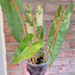 Philodendron Billietiae Variegated