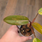 Philodendron Dark Lord Aurea Variegated