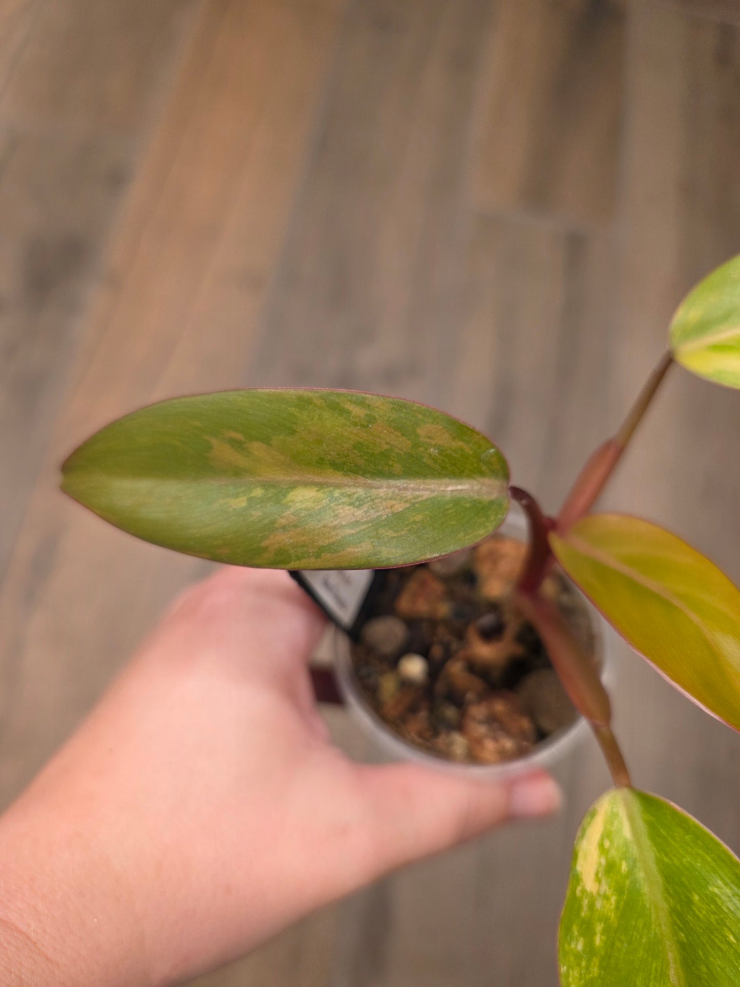 Philodendron Dark Lord Aurea Variegated