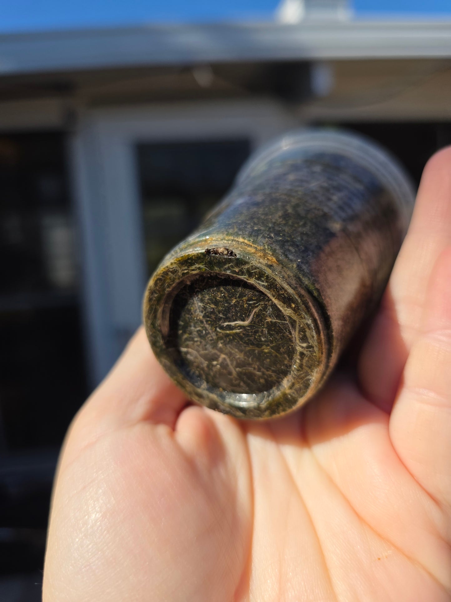 Phyllanthus Urinaria Variegated