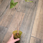 Alocasia Calidora X Pink Dragon Aurea