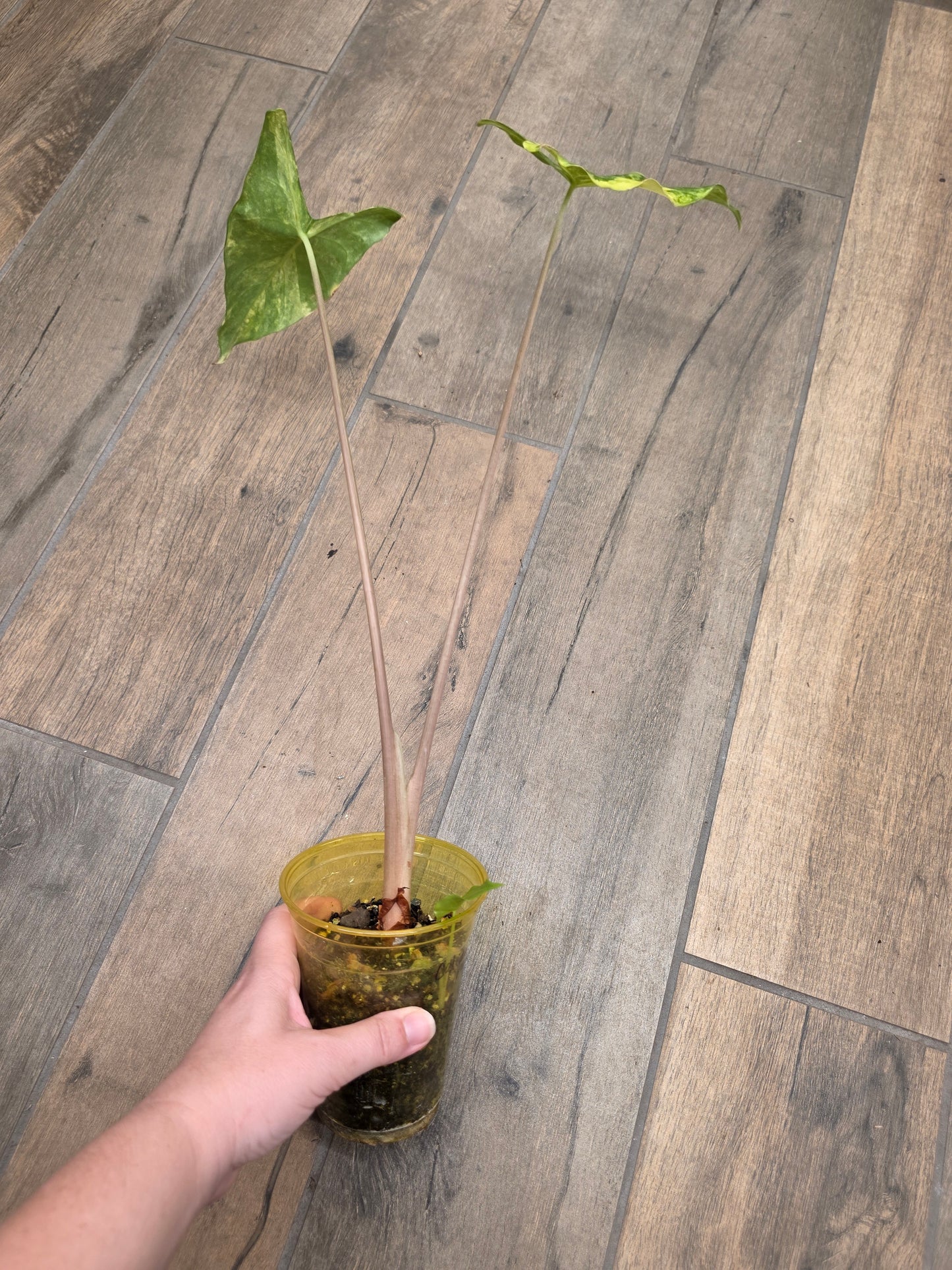 Alocasia Calidora X Pink Dragon Aurea