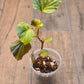 Begonia Cucullata Aurea Variegated