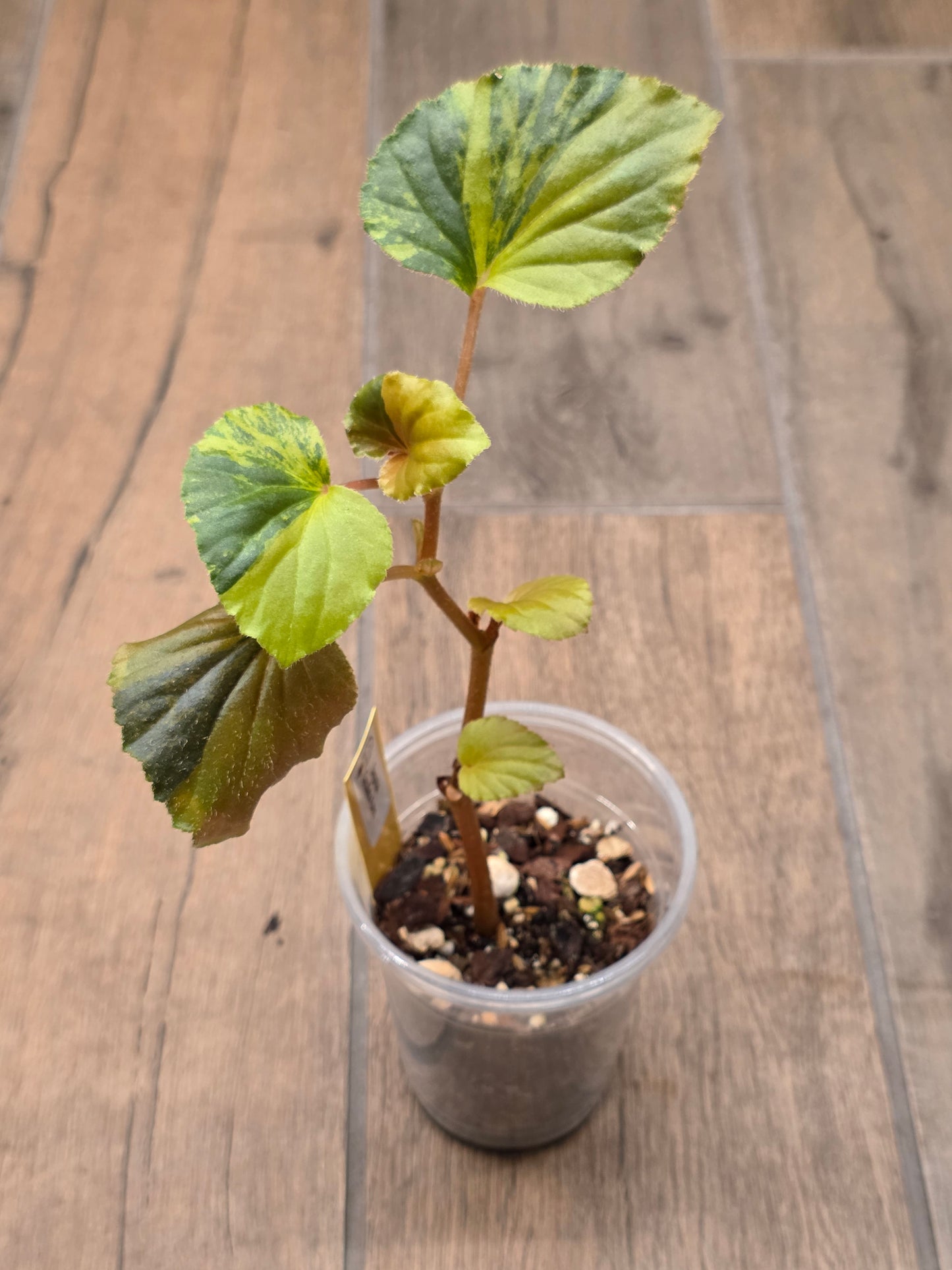 Begonia Cucullata Aurea Variegated