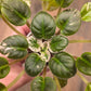 African Violet Pride Of Columbus