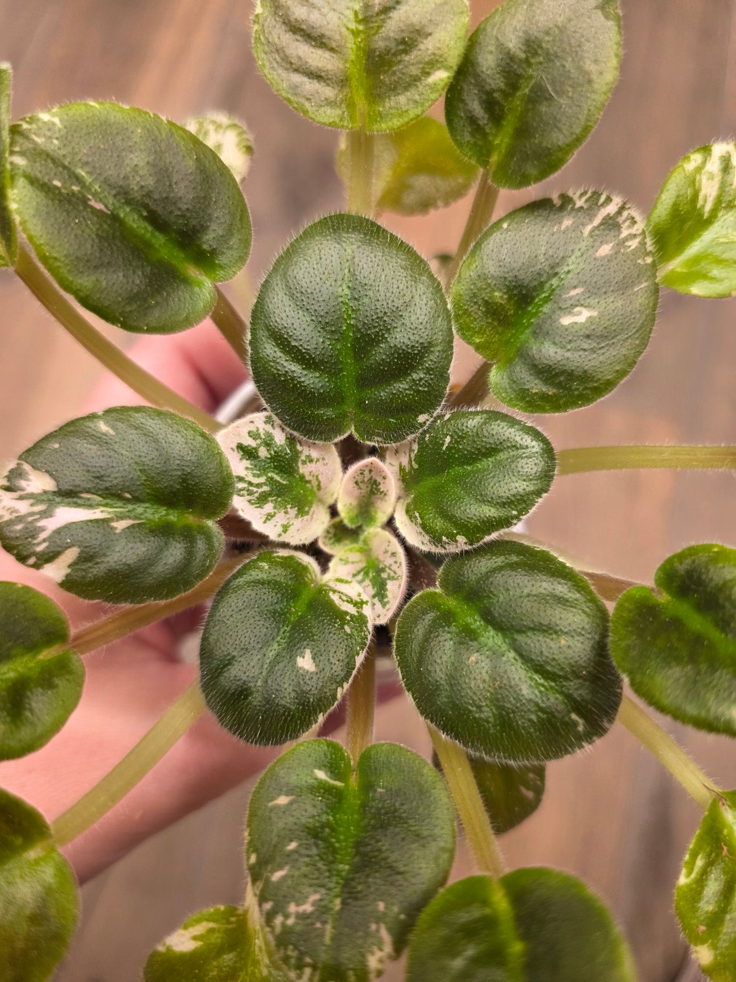 African Violet Pride Of Columbus